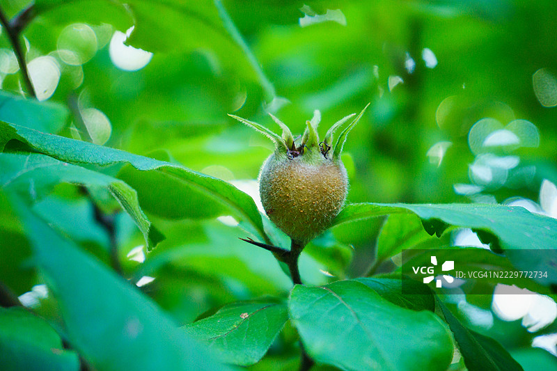 近距离拍摄的枇杷果实，周围环绕着郁郁葱葱的绿叶，阿塞拜疆图片素材
