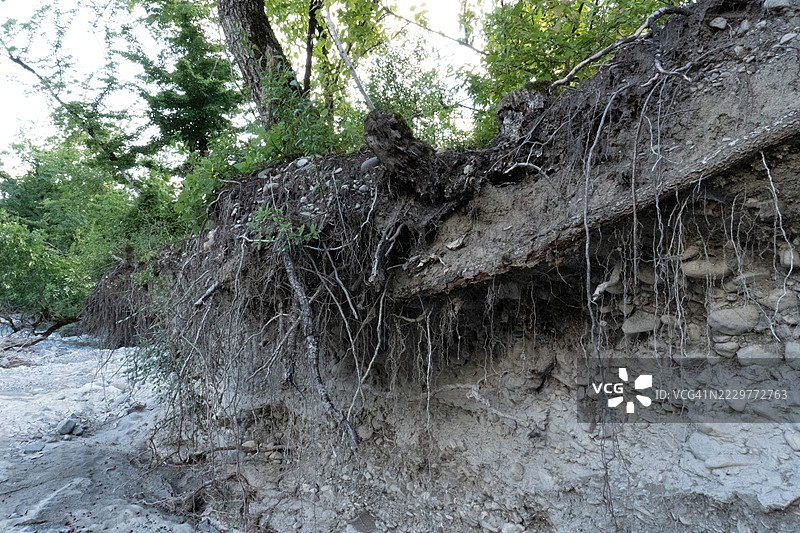 暴露的树根和侵蚀的土壤在阿塞拜疆的森林中图片素材