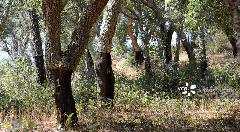 阳光明媚的森林中的橡树，葡萄牙图片素材