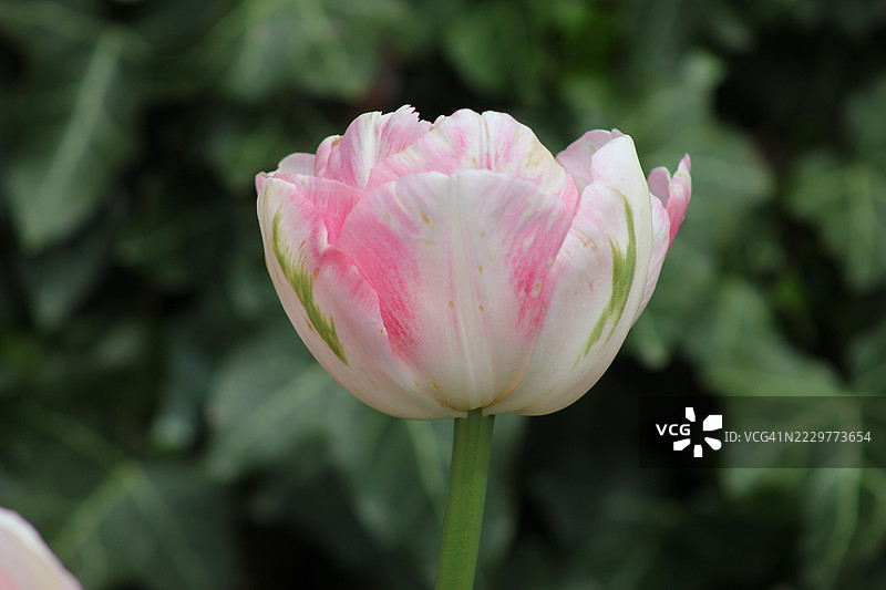 加拿大花园中粉白色郁金香的特写镜头图片素材