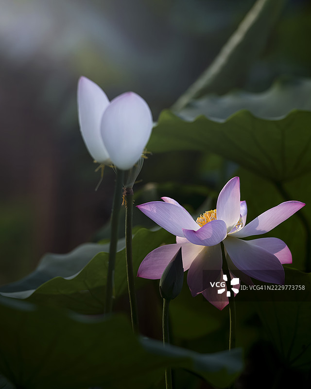 阳光下盛开的莲花，中国图片素材