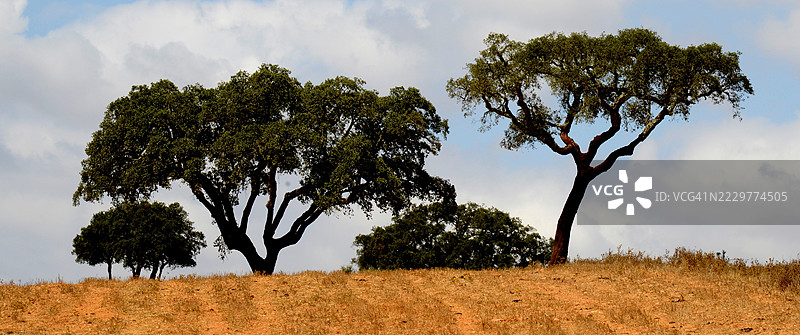 干旱田野上雄伟的树木与多云的天空，葡萄牙图片素材