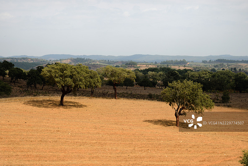 葡萄牙干旱田野中的孤独树木与远处的山丘图片素材