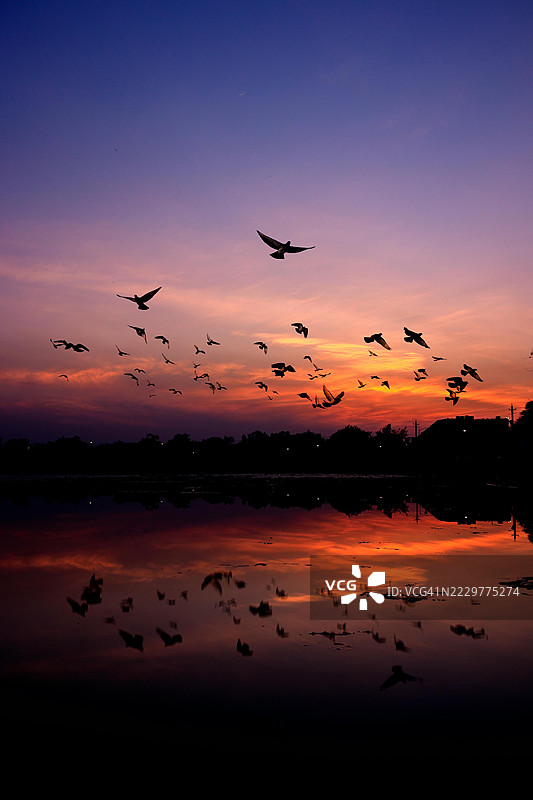日落时分，印度湖面上空飞翔的鸟群图片素材