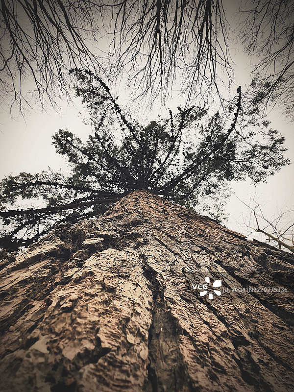 从下方俯瞰的雄伟树木景观，爱尔兰都柏林图片素材