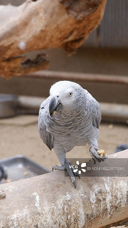 非洲灰鹦鹉栖息在木枝上， 中国图片素材