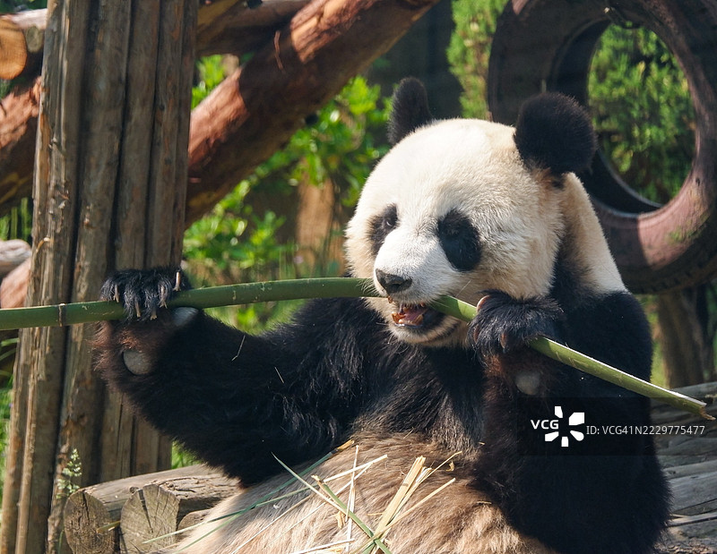 在自然栖息地中吃竹子的巨型熊猫，中国图片素材