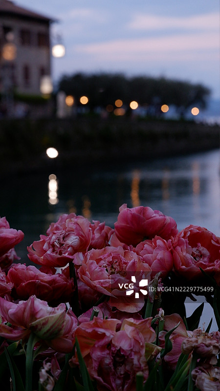 黄昏时分河边的粉色牡丹图片素材