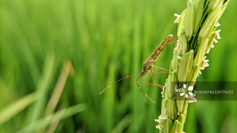 稻田中一只昆虫的特写，印度尼西亚图片素材