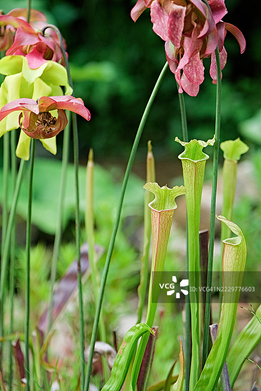 日本郁郁葱葱的花园中的食肉瓶子植物图片素材