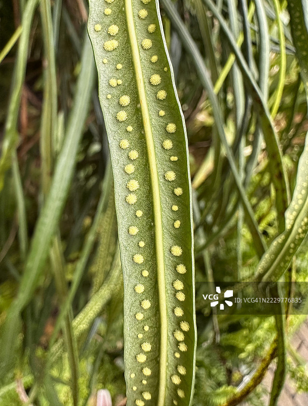 德国柏林的蕨类植物叶子特写，带有孢子囊图案图片素材
