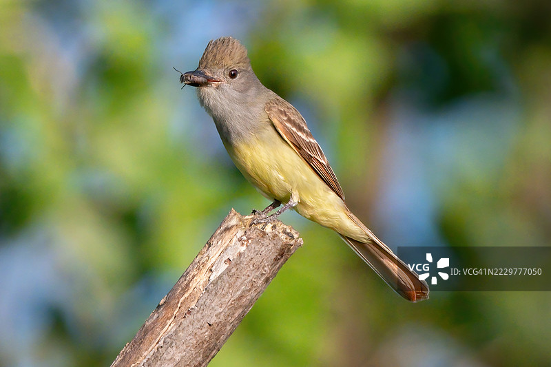 大冠雀鹀栖息在树枝上，嘴里叼着一只昆虫，加拿大伦敦图片素材