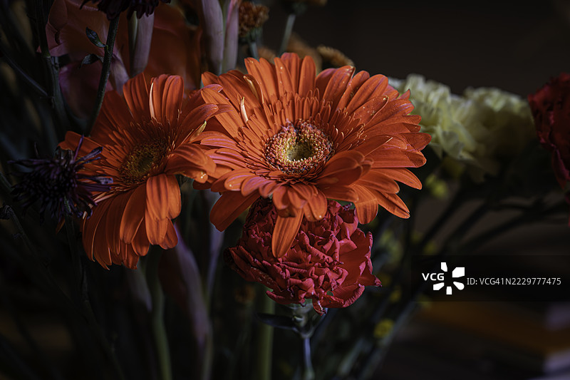 德拉敦，印度的鲜艳橙色非洲菊花卉组合图片素材
