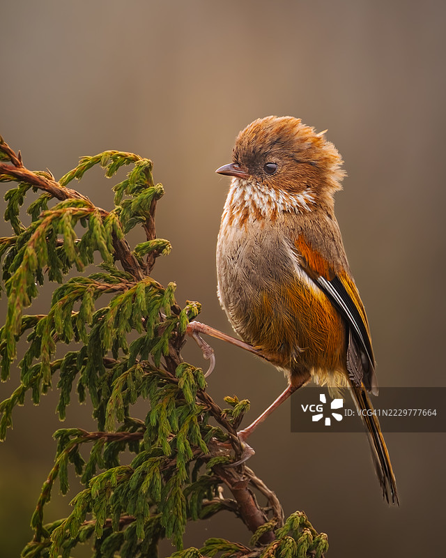 一只好奇的鸟栖息在树枝上图片素材