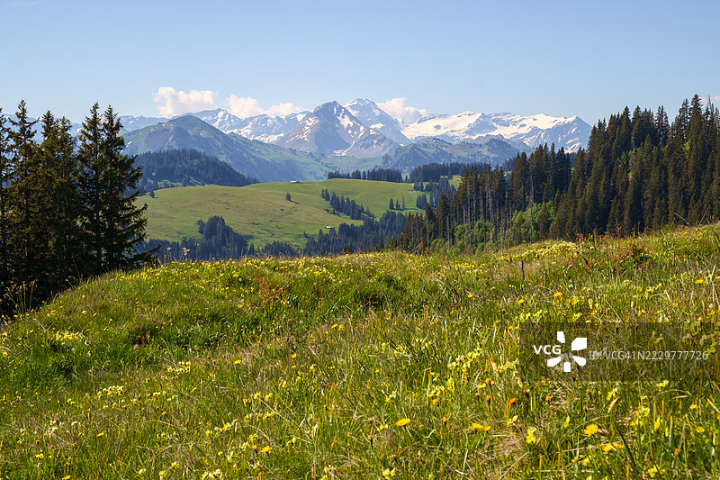 瑞士博尔蒂根的野花和雪山的阿尔卑斯草甸图片素材