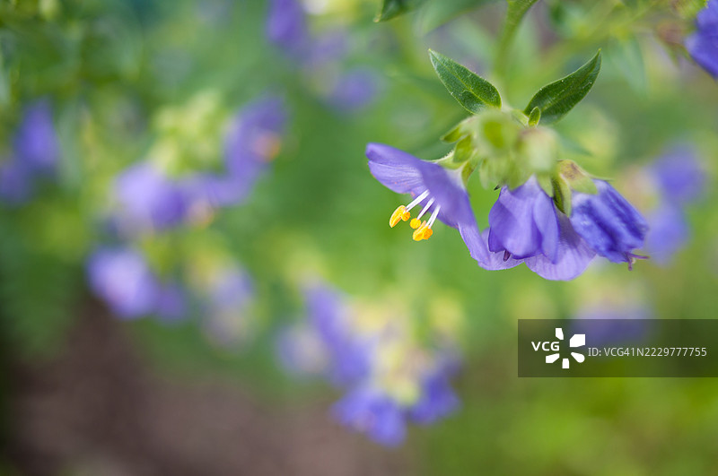 盛开的蓝色雅各布梯花特写，瑞士兹韦西门图片素材