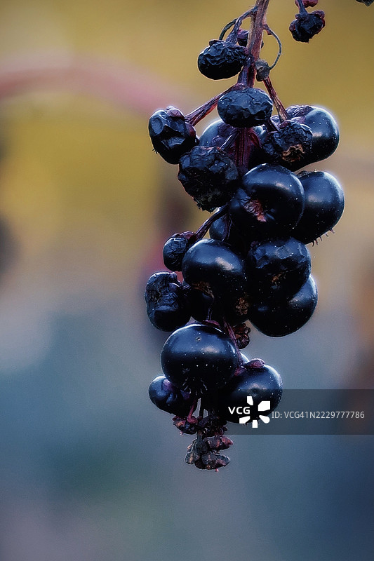 秋天成熟的黑莓特写，挂在树枝上，康科德，美国图片素材