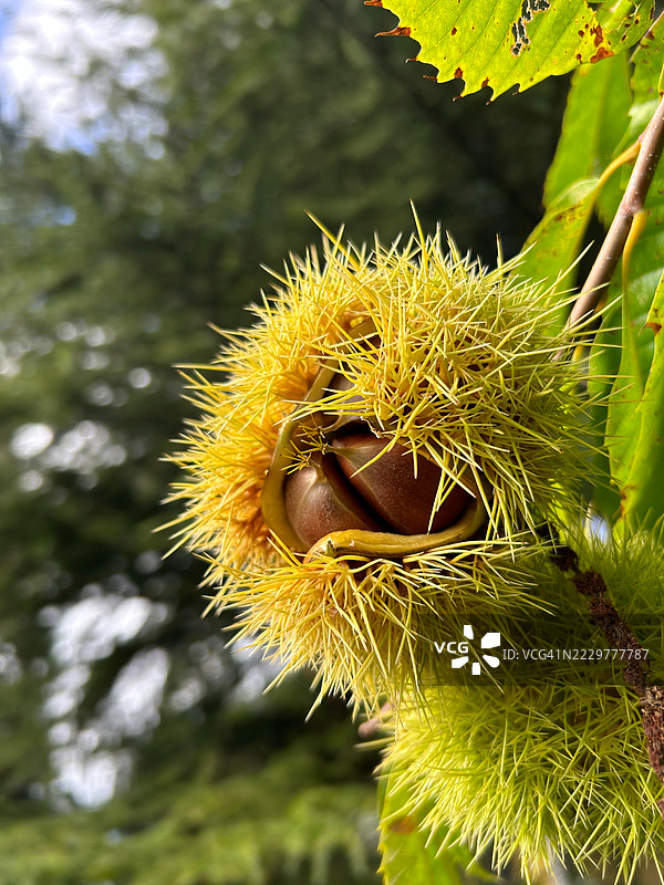 树枝上的甜栗子刺球特写，奥地利艾森施塔特图片素材
