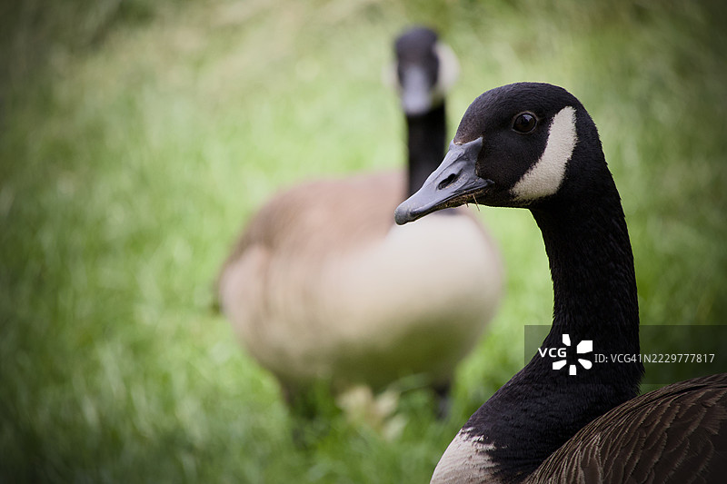 两只加拿大鹅在草地上的特写，达勒姆，美国图片素材