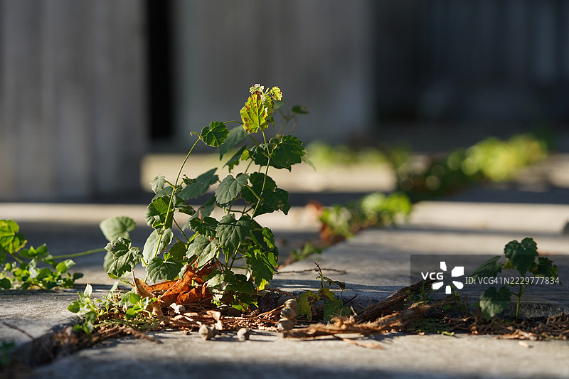 年轻植物从维也纳的路面裂缝中生长出来图片素材