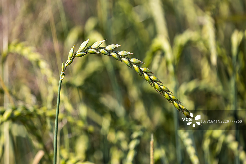 小麦田中的麦穗细节图片素材