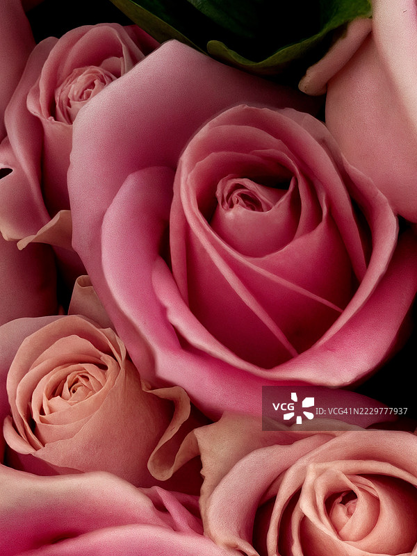 盛开的粉色玫瑰特写，加拿大图片素材