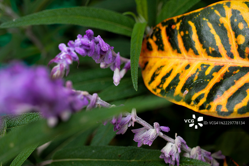 花园中薰衣草和秋海棠叶的特写，墨西哥圣米格尔德阿连德图片素材