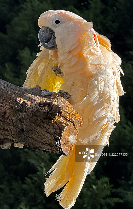 近距离拍摄的鲑红冠鹦鹉（Cacatua Moluccensis）栖息在一块木头上图片素材