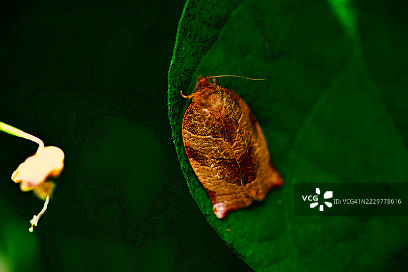 叶卷蛾，叶卷蛾，蛾图片素材
