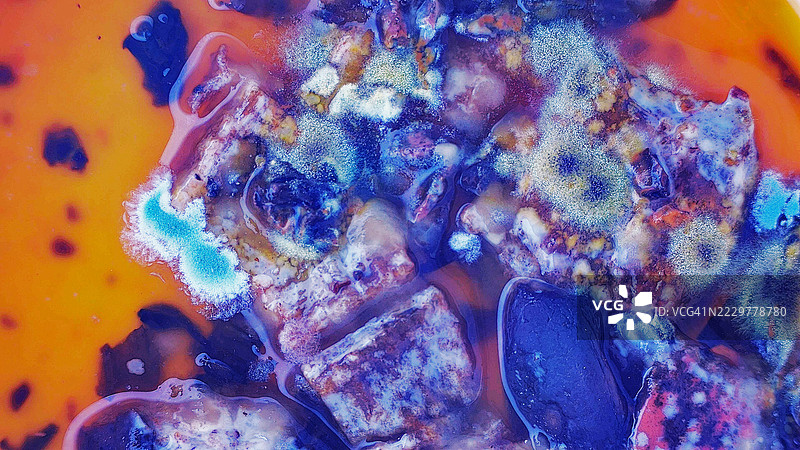 蓝霉、黑霉和黄霉图片素材