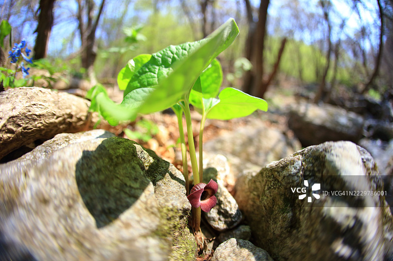 Jokdoripul图片素材