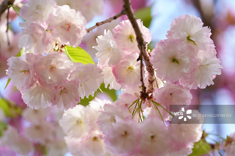 双瓣樱花图片素材