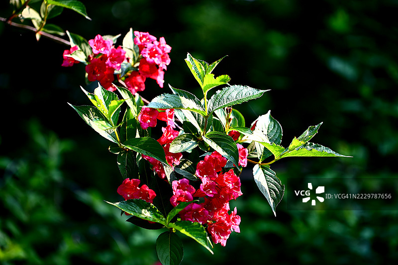 红瓶刷树图片素材