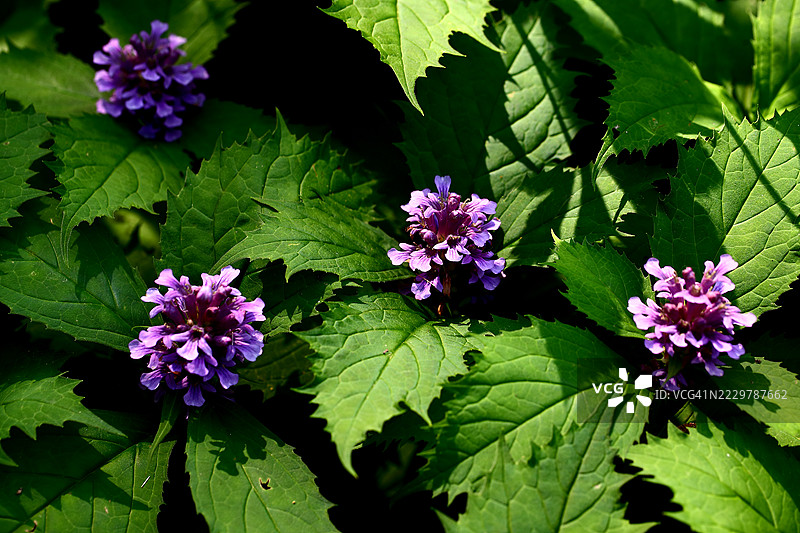 哈兰乔图片素材