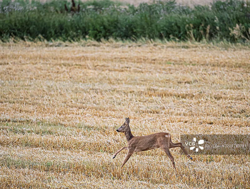 时刻保持警觉，鹿在新耕的农田上奔跑。图片素材