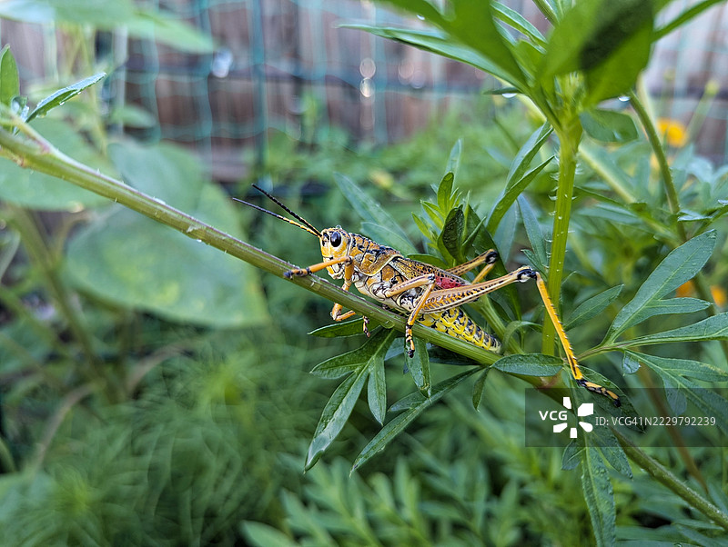 肥大蚱蜢图片素材