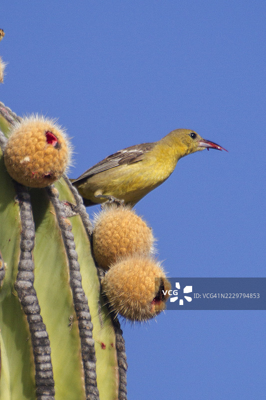 斯科特黄鹂雌鸟栖息在仙人掌上图片素材