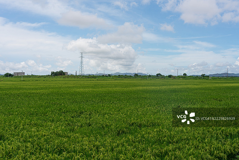 稻田的鸟瞰图；阳光明媚的日子里大片的农作物图片素材