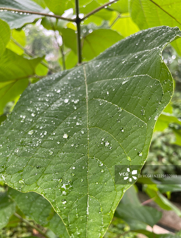 叶子上的露珠图片素材