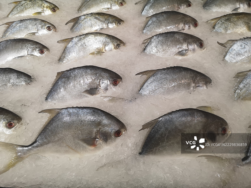 黄鳍鱼图片素材