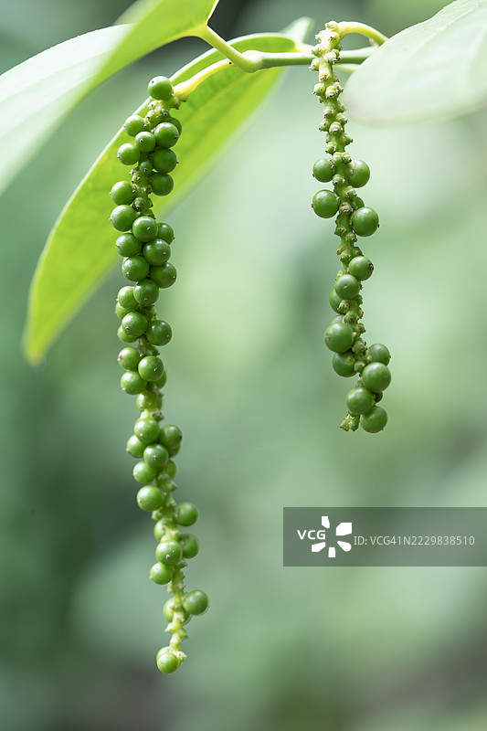 新鲜未成熟的胡椒粒悬挂在绿色叶子背景上图片素材
