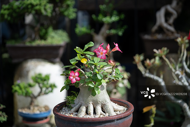 阿登尼乌姆·索科特拉努姆图片素材