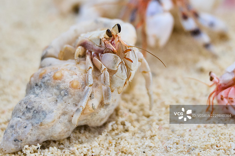 在阿伊图塔基移动的寄居蟹图片素材