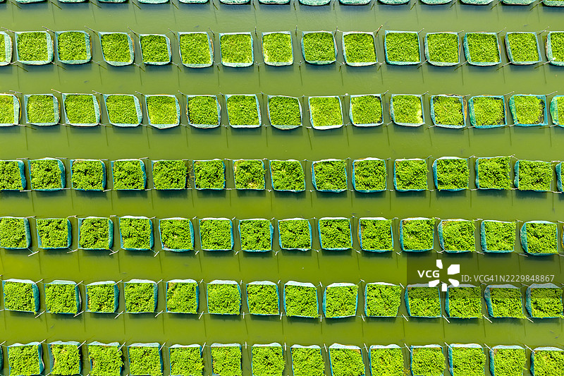 人工封闭的鳗鱼养殖基地图片素材