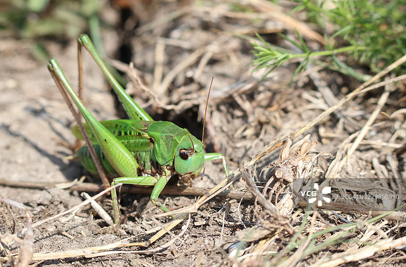 一种极为罕见的疣蝗，学名Decticus verrucivorus，栖息在南向的白垩山坡的灌木丛中。图片素材