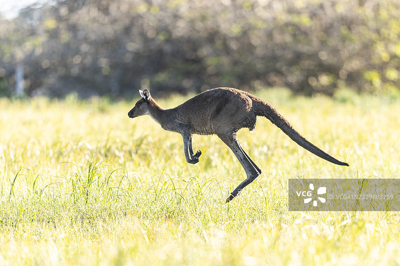 袋鼠在草地上跳跃图片素材