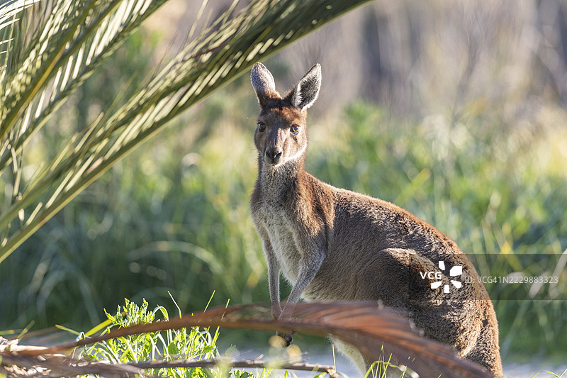 袋鼠图片素材