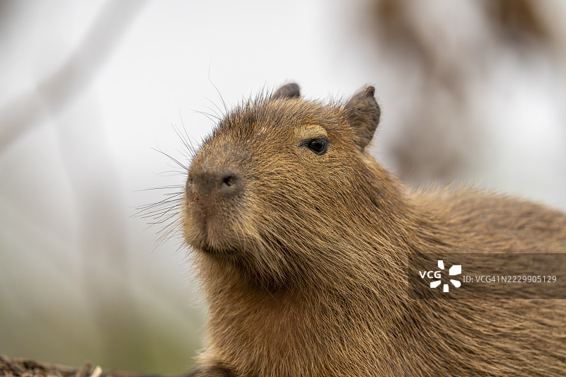 水豚（Hydrochoerus hydrochaeris），巴西南马托格罗索州，科伦巴，尼科兰迪亚图片素材