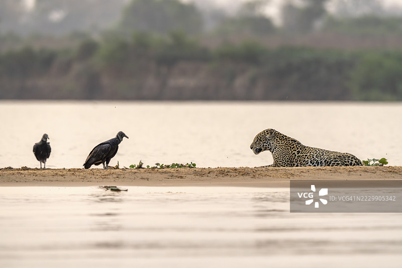 美洲虎（美洲豹）与秃鹰在巴西马托格罗索州巴朗德梅尔加索的圣洛伦索河小沙洲上。图片素材