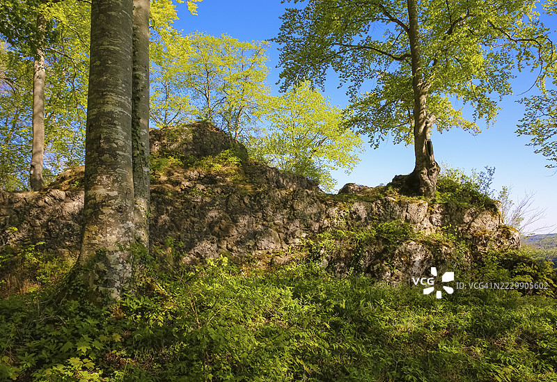 德国巴登-符腾堡州利希滕施泰因市镇霍瑙,施瓦本汝拉山脉的屋脊,利希滕施泰因城堡附近的阿尔特利希滕施泰因遗址,树木,落叶林图片素材